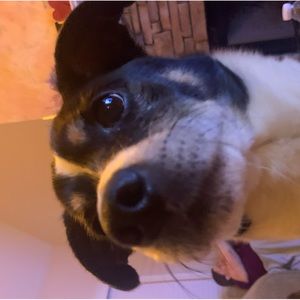 Meet your Posher, Sophie